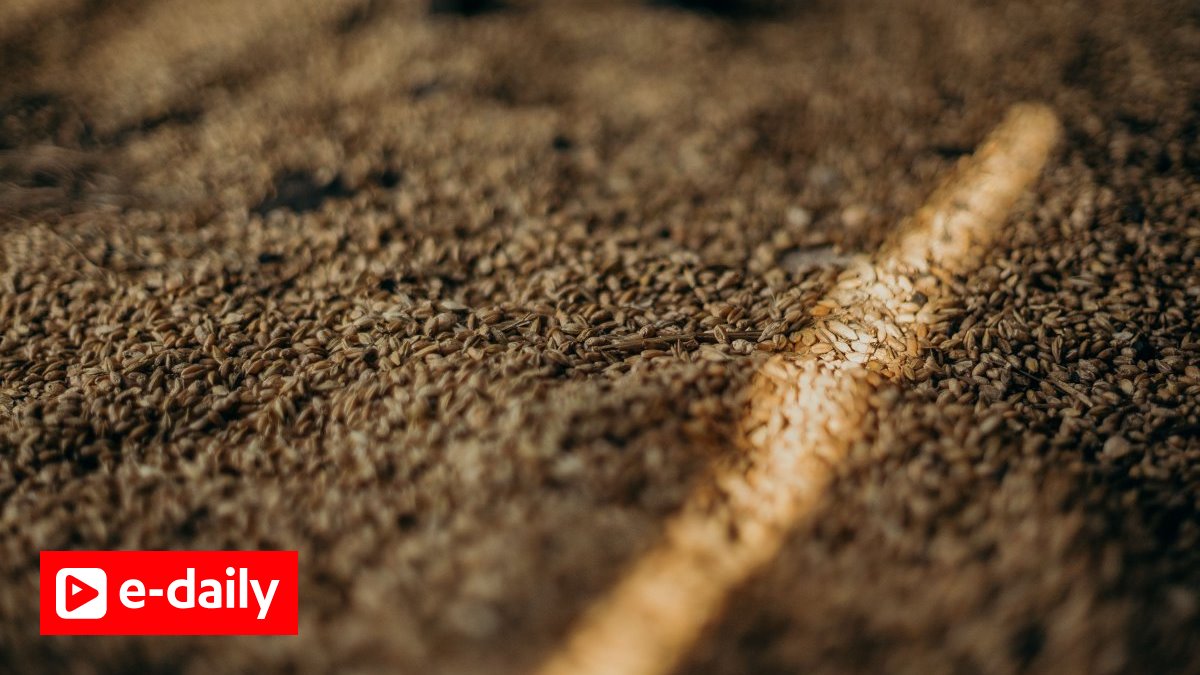Αν καταρρεύσει ο πλανήτης, αυτοί οι σπόροι θα πρέπει να μας σώσουν